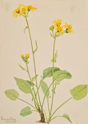 Séneçon de Burke, 1917