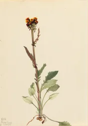 Senecio pauciflorus (Senecio pauciflorus)