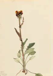 Séneçon sans rayons Senecio pauciflorus, 1921