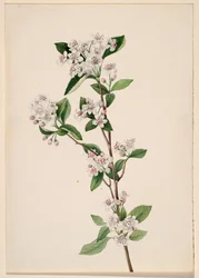 Aronie rouge, vers 1920