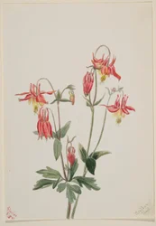 Ancolie rouge (Aquilegia formosa)