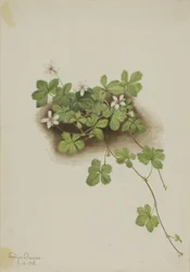 Myrtille rouge (Rubus pedatus)