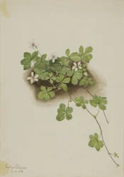 Ronce rouge Rubus pedatus