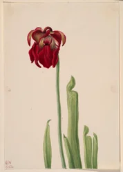 Sarracénie rouge (Sarracenia jonesii)