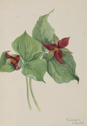 Trillium rouge (Trillium erectum)