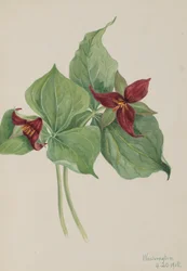Trille rouge Trillium erectum, 1918
