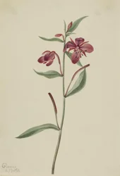 Epilobe rouge (Epilobium latifolium)