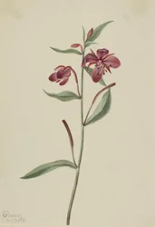 Épilobe à feuilles larges, 1911