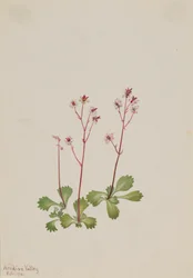 Saxifrage à Tige Rouge Saxifraga lyallii, 1916