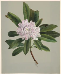 Rhododendron (Rhododendron maximum)