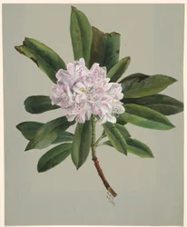 Rhododendron Rhododendron maximum, 1880