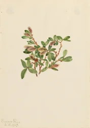 Saule des rochers (Salix petrophila)