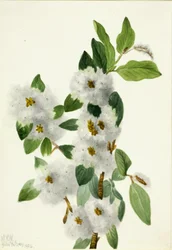 Saule des rochers (Salix vestita)