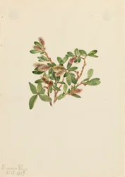 Saule des rochers, 1917