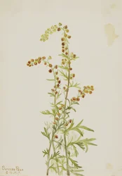 Armoise des rochers (Artemisia discolor)