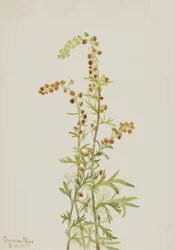 Armoise des rochers Artemisia discolor