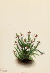 Cassiope des montagnes Rocheuses (Cassiope mertensiana)