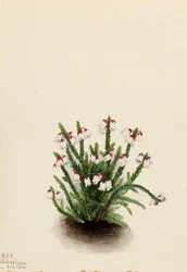 Cassiope des montagnes Rocheuses Cassiope mertensiana, 1924