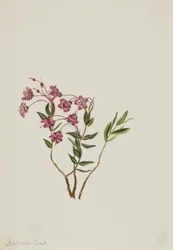 Kalmia des montagnes Rocheuses (Kalmia microphylla)