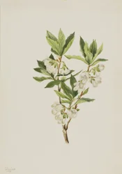 Rhododendron des montagnes Rocheuses Rhododendron albiflorum, 1901