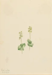 Ophrys des montagnes (Ophrys necrophylla)