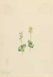 Twayblade des montagnes Rocheuses Ophrys necrophylla, 1919