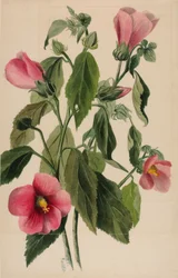Gentiane rose (Sabbatia angularis)