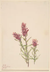 Castilleja pallida (Castilleja pallida)