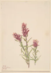 Castilleja pallida, 1920