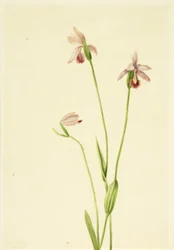 Rose Pogonia Pogonia ophioglossoides, 1906