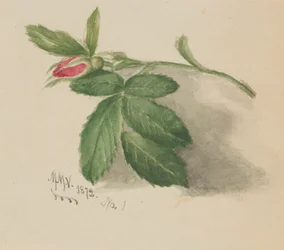 Rosebud, 1872