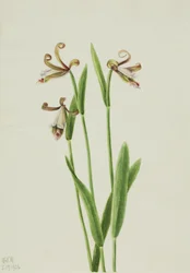 Orchidée bouton de rose Pogonia divaricata, 1926