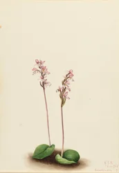 Orchis à feuilles rondes Orchis rotundifolia, 1924