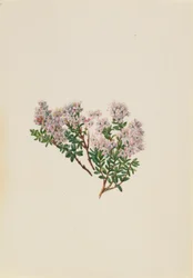 Myrte des sables (Leiophyllum lyoni)
