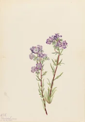 Phacélie des sables (Phacelia linearis)