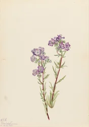 Phacélie des sables Phacelia linearis, 1923