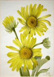 Enceliopsis à feuilles d