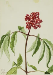 Sureau écarlate (Sambucus pubens)