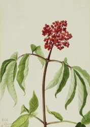 Sureau écarlate Sambucus pubens, 1922