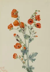 Mauve écarlate (Sphaeralcea grossulariaefolia)