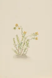 Sedum stenopetalum, vers 1917-1918