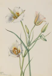 Lys de Sego Calochortus nuttallii, 1933