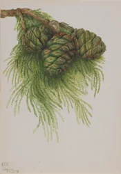 Séquoia (Sequoia gigantea)