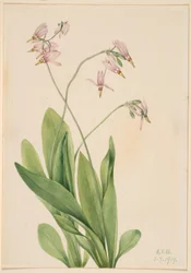 Étoile filante (Dodecatheon meadia)