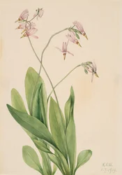 Étoile filante Dodecatheon meadia, 1919