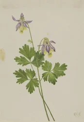 Ancolie à feuilles étroites (Aquilegia brevistyla)