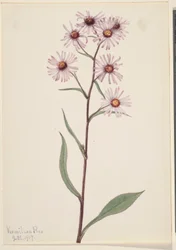Aster conspicuus (Aster conspicuus)
