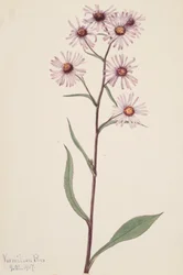 Aster voyant Aster conspicuus