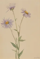 Erigeron salsugineux (Erigeron salsuginosus)