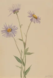 Vergerette voyante, 1902